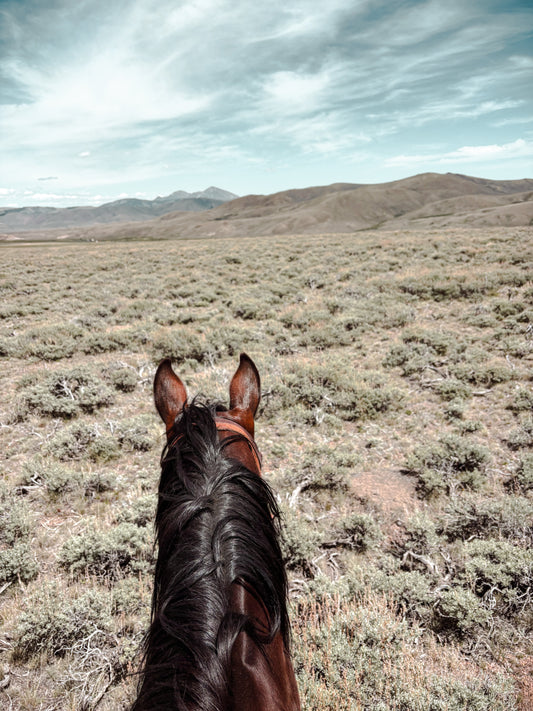 Sagebrush Sea