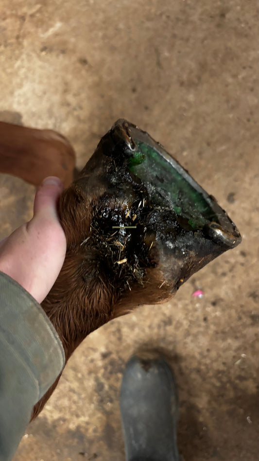 Treating a Hoof Abscess